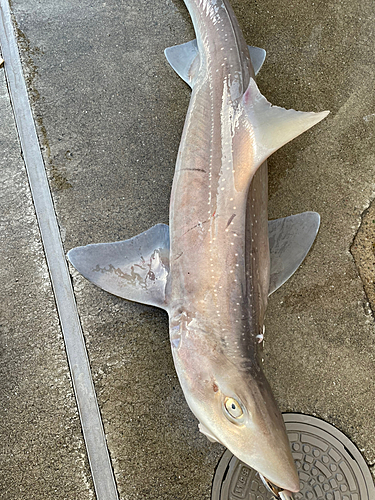 ドチザメの釣果