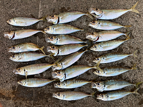 アジの釣果