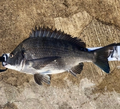 チヌの釣果