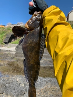 アイナメの釣果