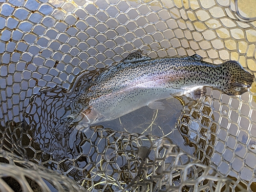 ニジマスの釣果