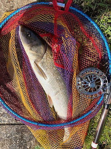 マルタウグイの釣果