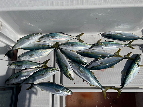 ハマチの釣果