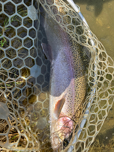 ヤシオマスの釣果