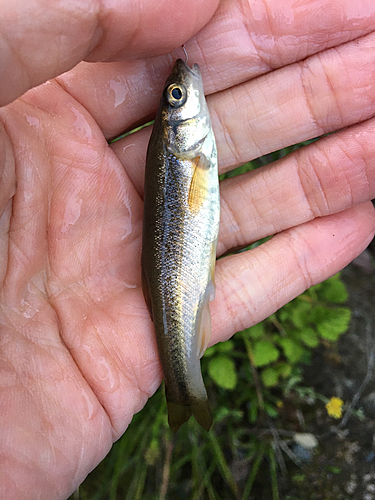 アブラハヤの釣果