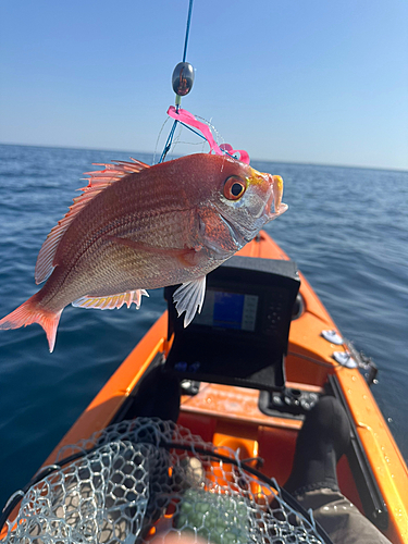 レンコダイの釣果