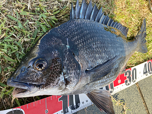 チヌの釣果