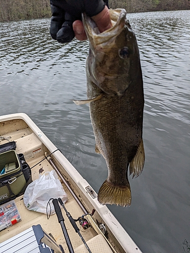 スモールマウスバスの釣果