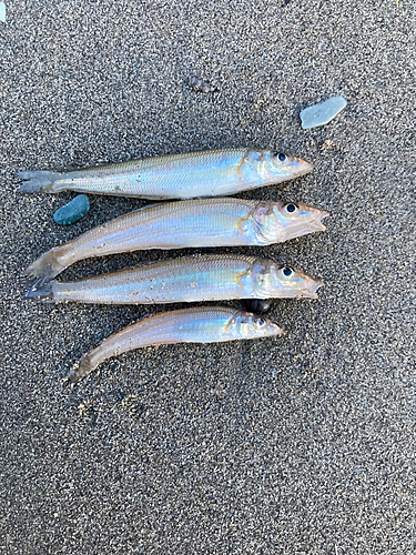 キスの釣果