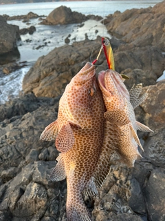 オオモンハタの釣果