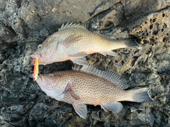 オオモンハタの釣果