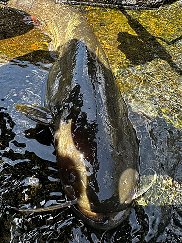 ナマズの釣果