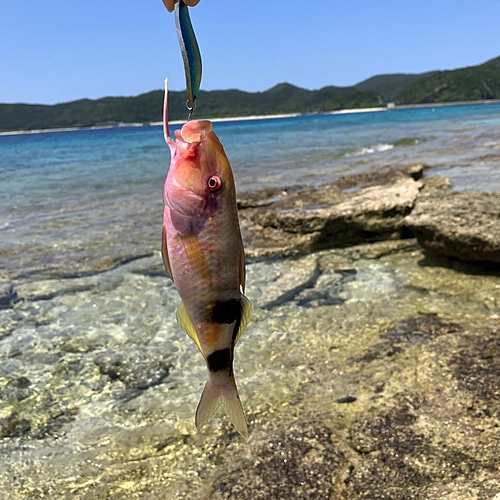 オジサンの釣果