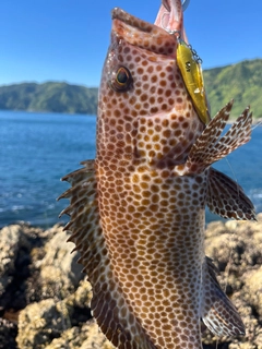 オオモンハタの釣果