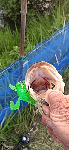 ブラックバスの釣果