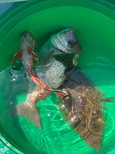 ハナダイの釣果