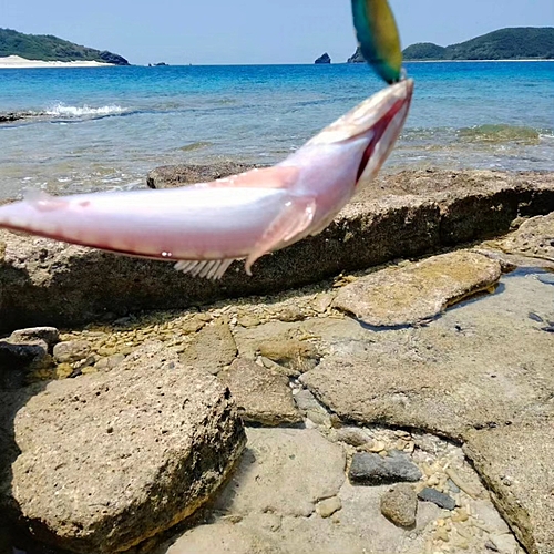 エソの釣果