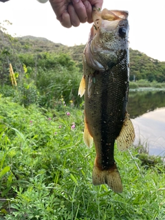 ブラックバスの釣果