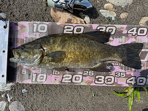 スモールマウスバスの釣果