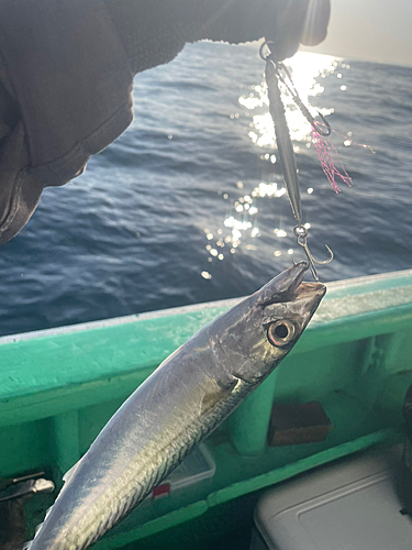 サバの釣果