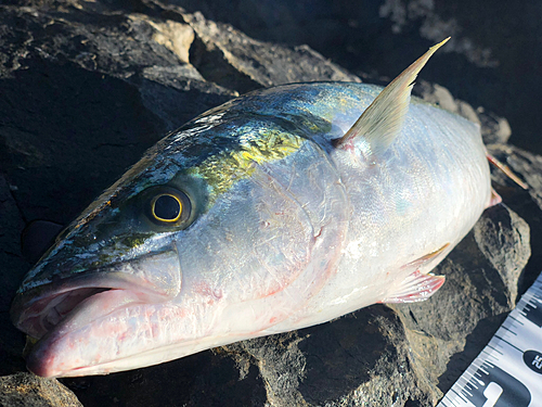 ハマチの釣果