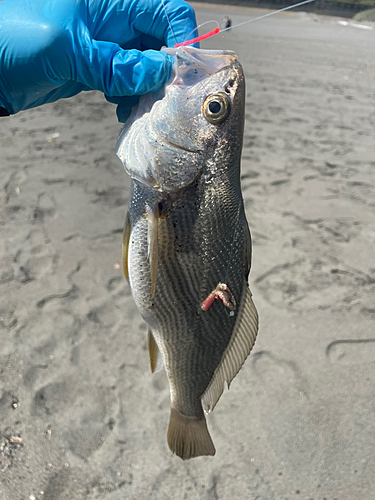 ニベの釣果