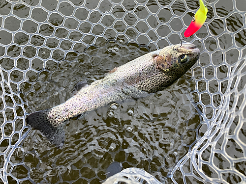 ニジマスの釣果