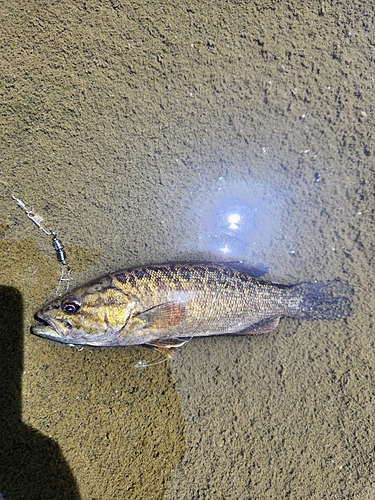 スモールマウスバスの釣果