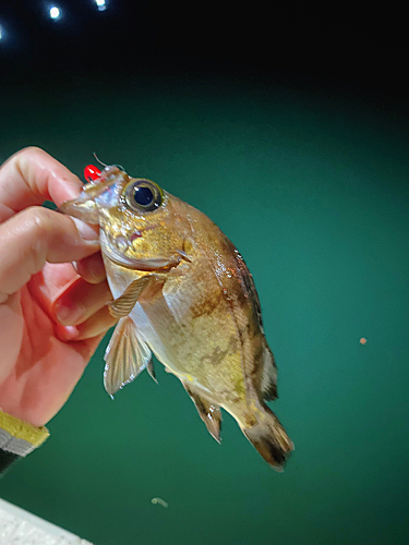 メバルの釣果