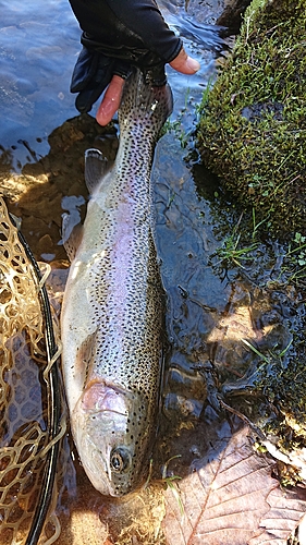 ニジマスの釣果