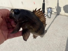 メバルの釣果