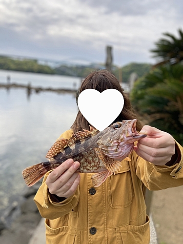 アラカブの釣果