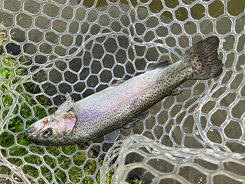 ニジマスの釣果