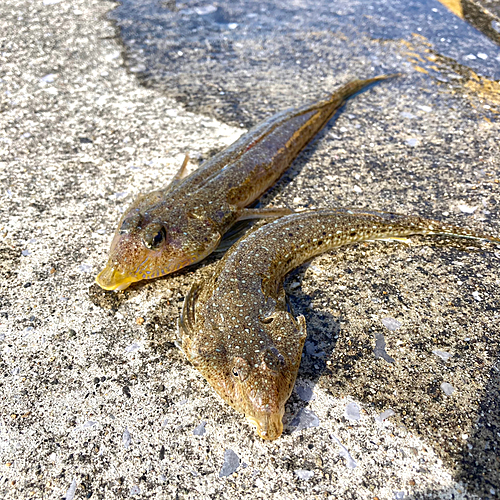 コチの釣果