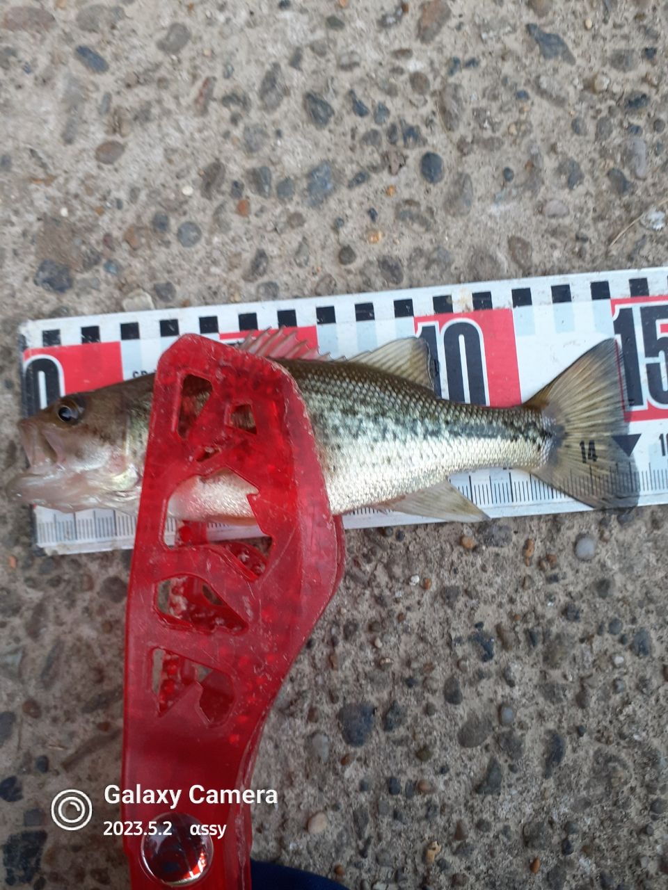 ラージマウスバス