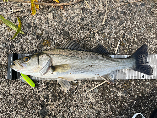 シーバスの釣果