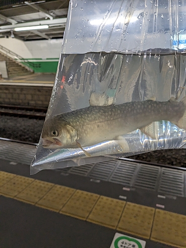 タイガートラウトの釣果