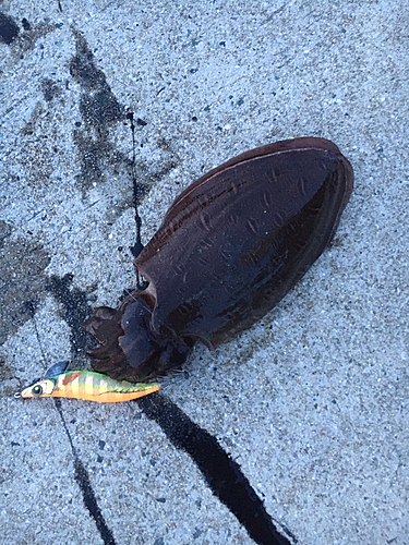 コウイカの釣果