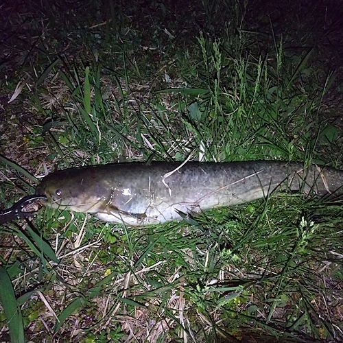 マナマズの釣果