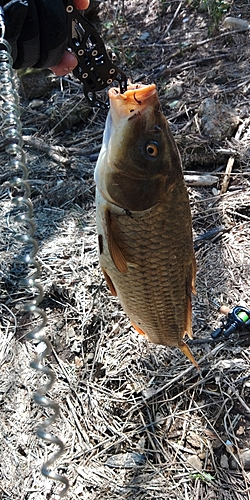 コイの釣果