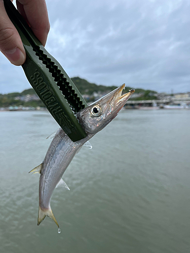 カマスの釣果