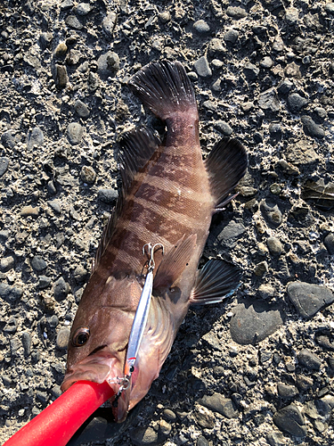 マハタの釣果