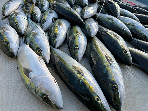 ハマチの釣果