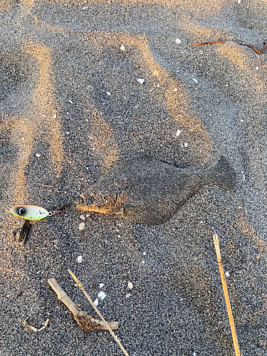 ソゲの釣果