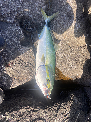 メジロの釣果