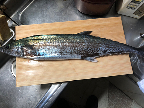 サワラの釣果