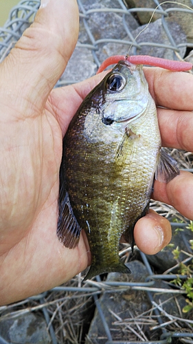 ブルーギルの釣果