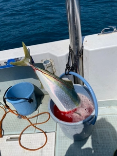 ブリの釣果