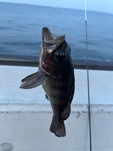 シロメバルの釣果