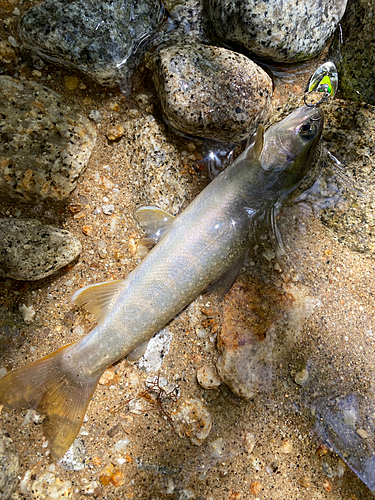 イワナの釣果